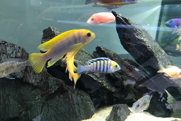 Ryby w akwarium