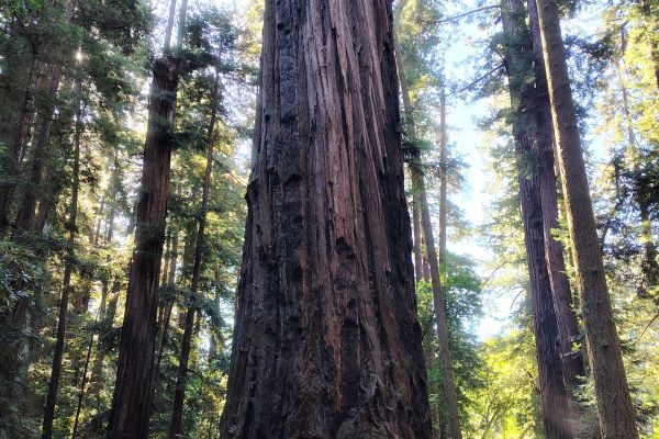 Queen Hedvig Scholarship 2024 - kliknięcie spowoduje powiększenie zdjęcia